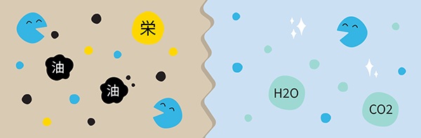 �y��̃o�C�I�����f�B�G�[�V����